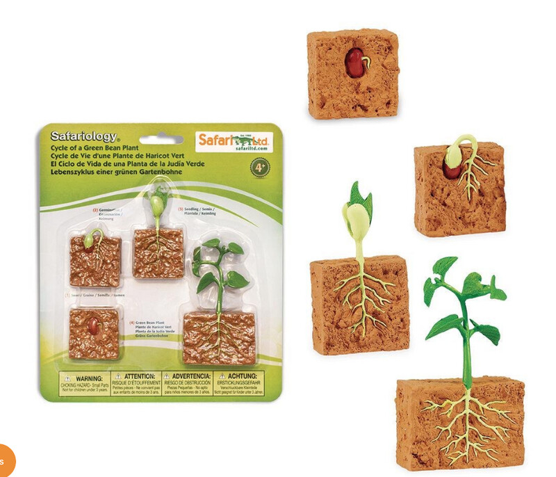662416 Life Cycle Of A Green Bean Plant