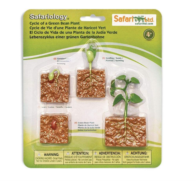 662416 Life Cycle Of A Green Bean Plant