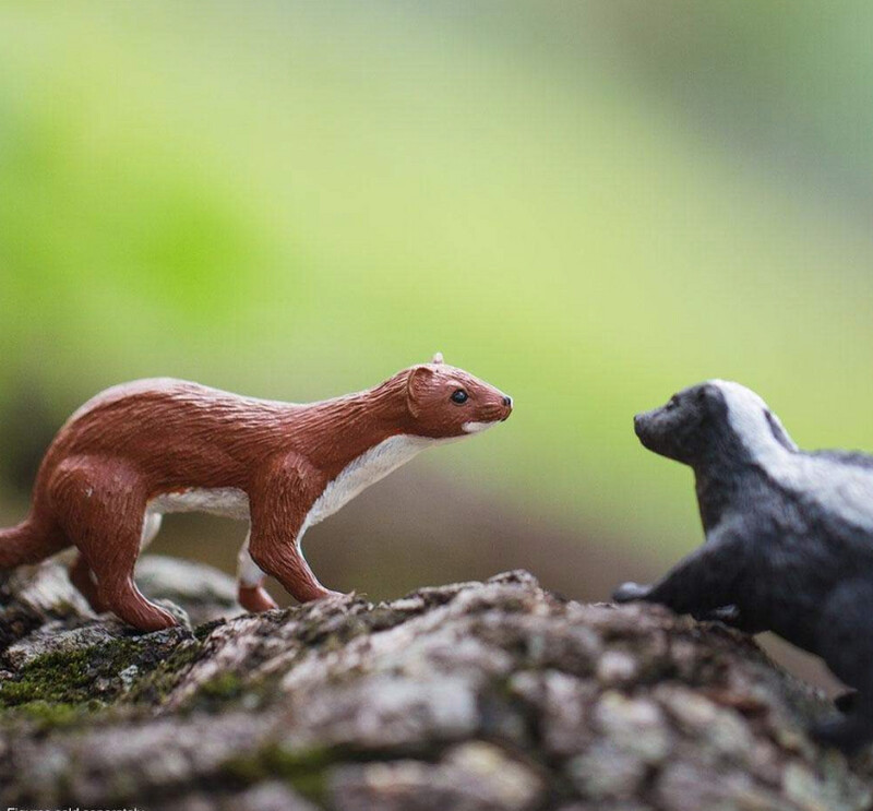 100412 Weasel