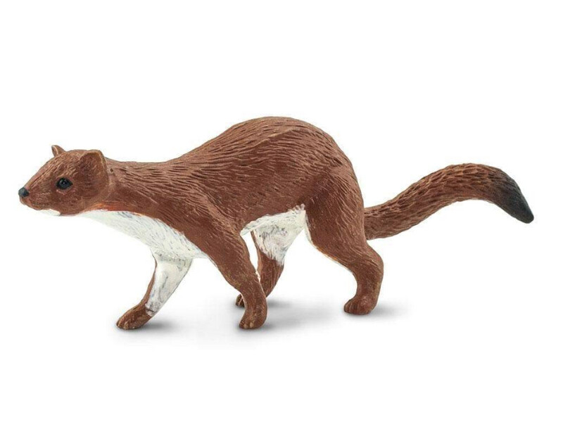100412 Weasel
