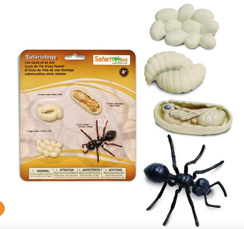 663916 Life Cycle Of An Ant