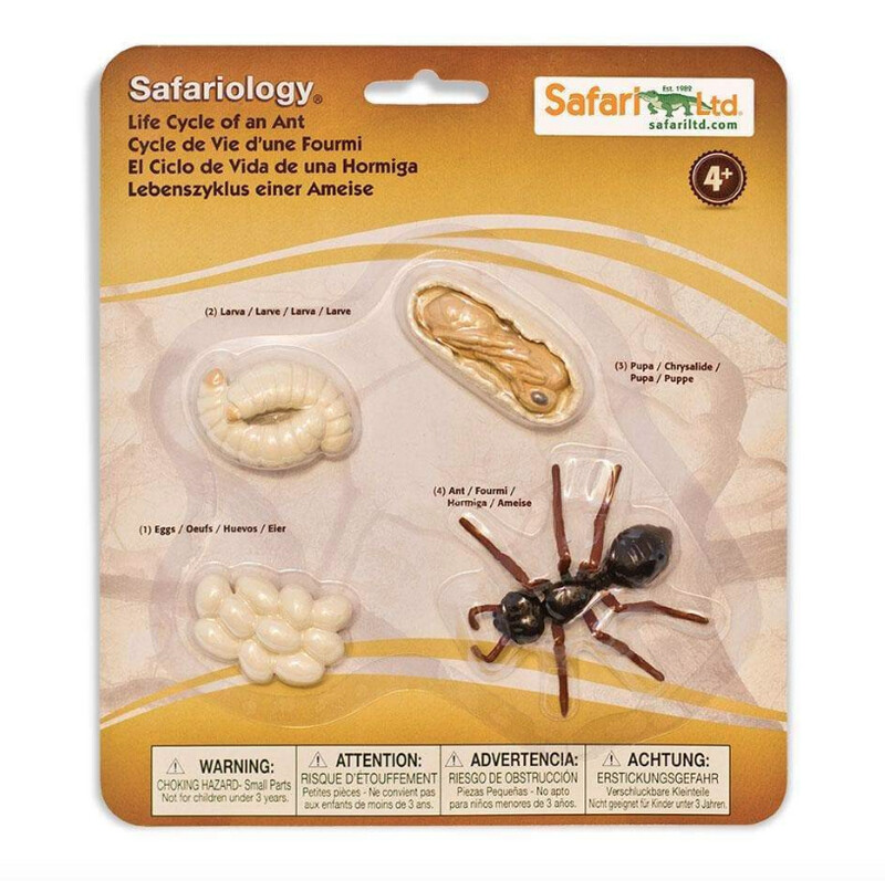 663916 Life Cycle Of An Ant