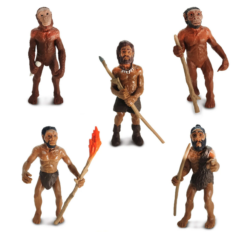 663816 Evolution Of Man