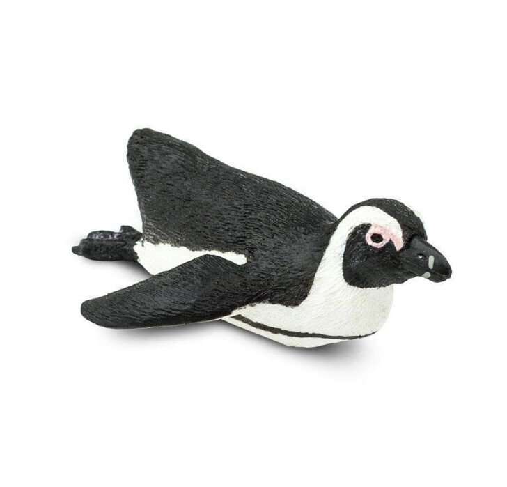 220529 South African Penguin