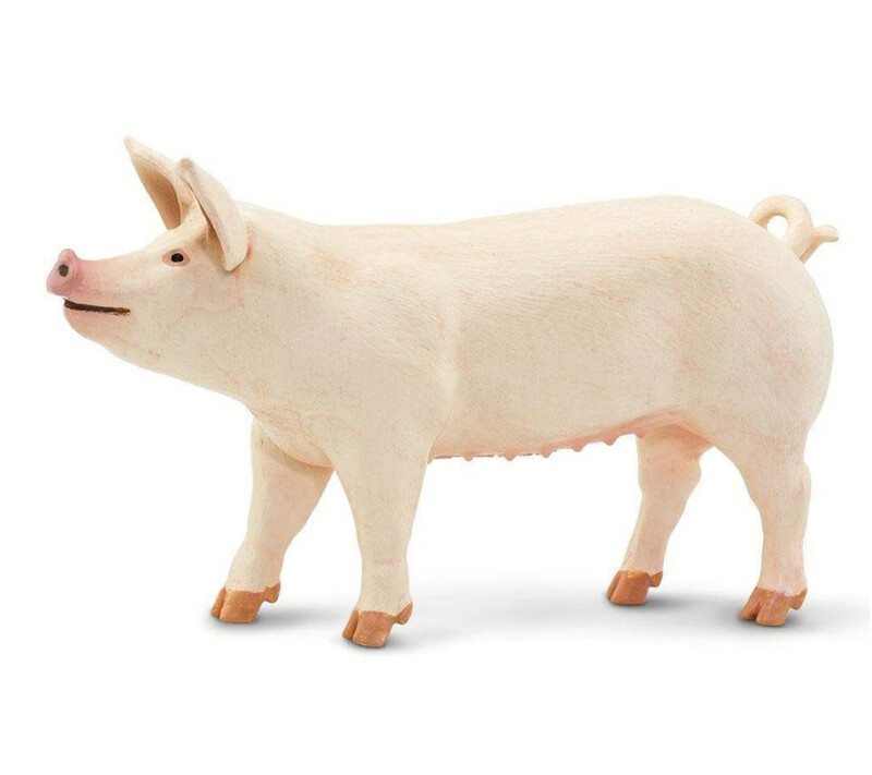 100269 Large White Pig