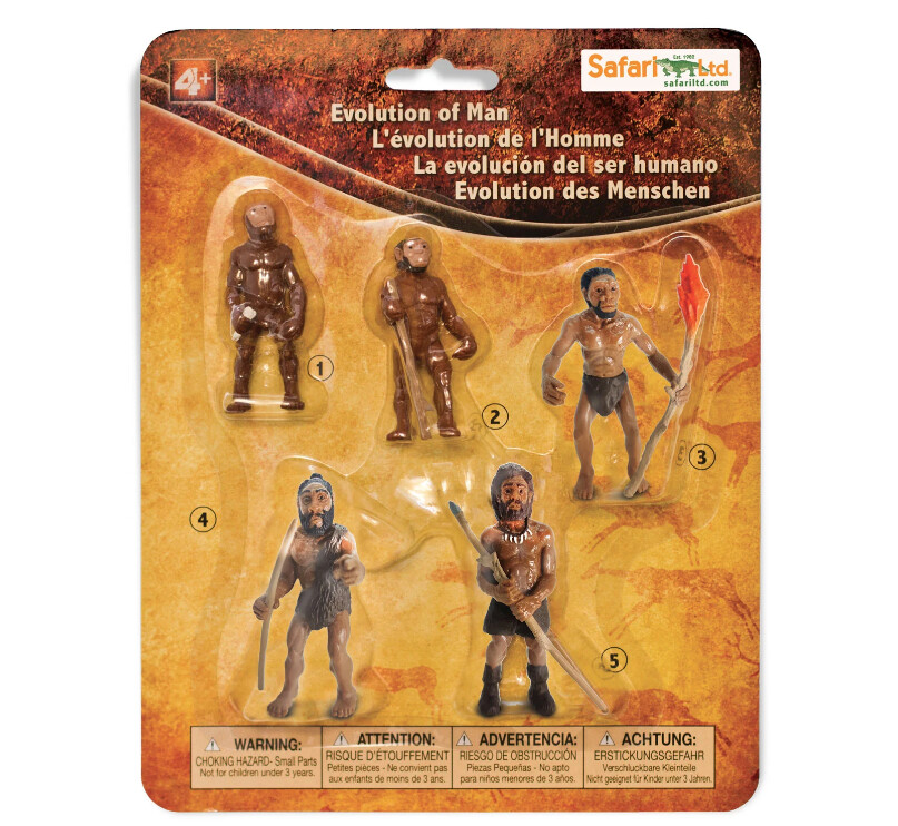 663816 Evolution Of Man