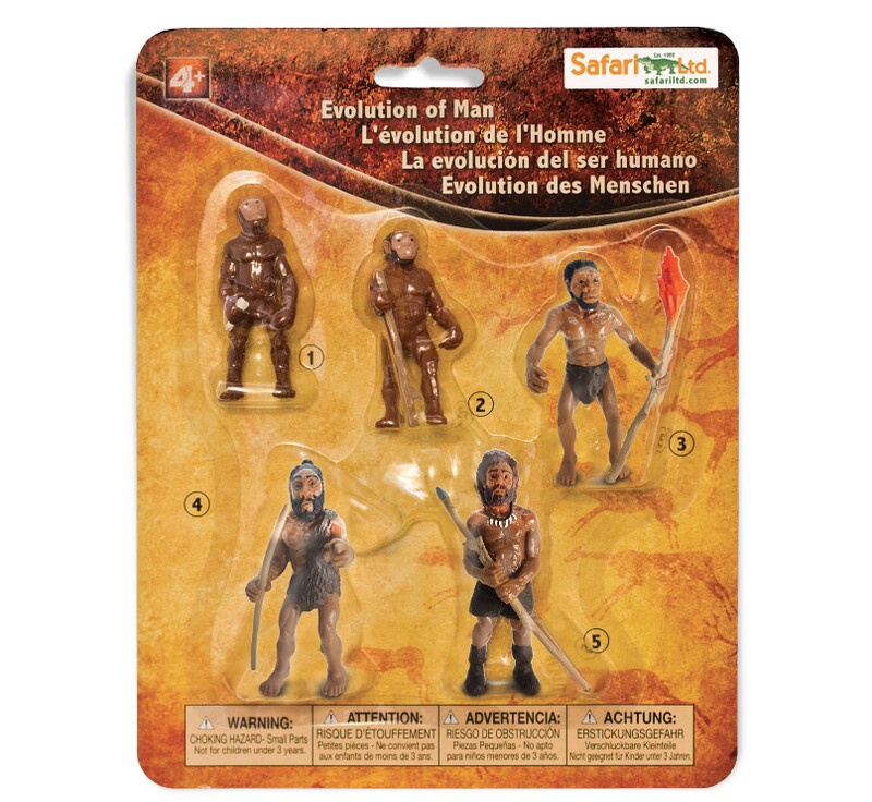 663816 Evolution Of Man