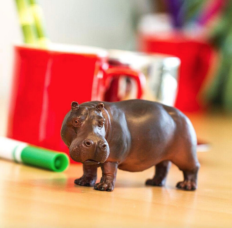 270429 Hippopotamus