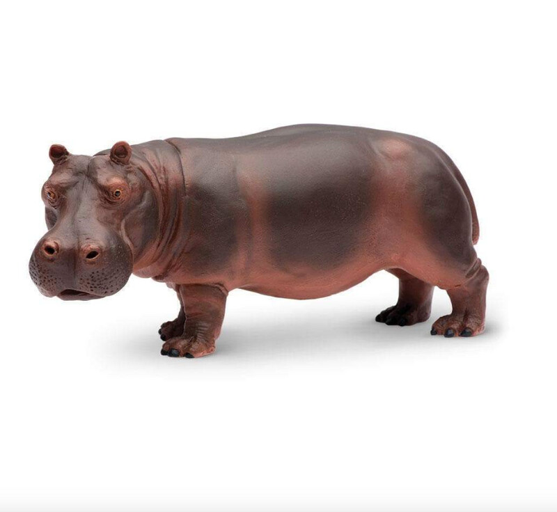 270429 Hippopotamus
