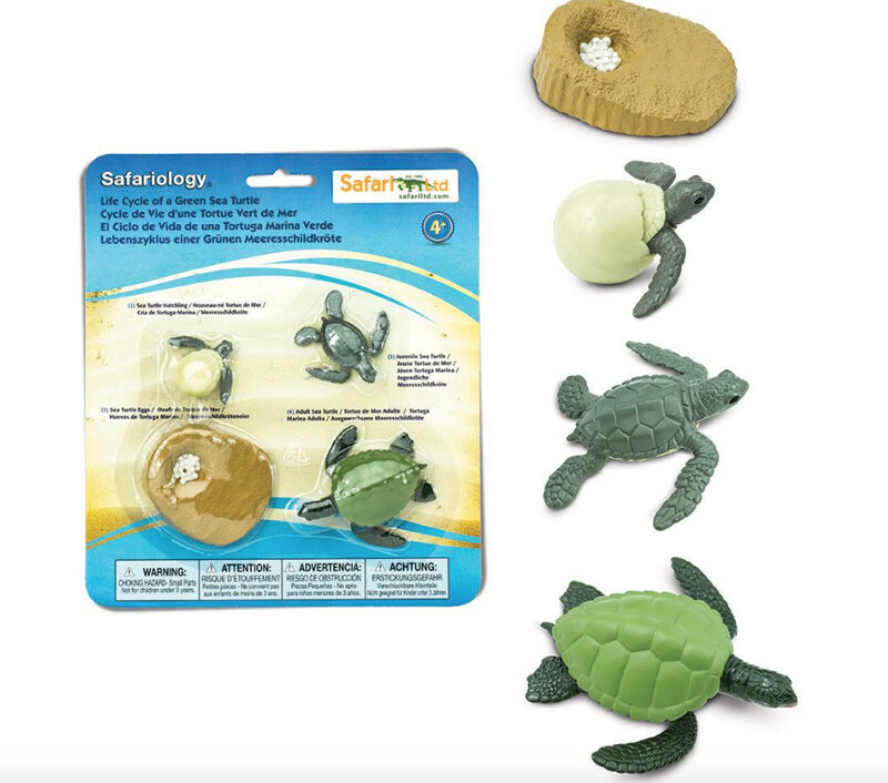 662316 Life Cycle Of A Green Sea Turtle