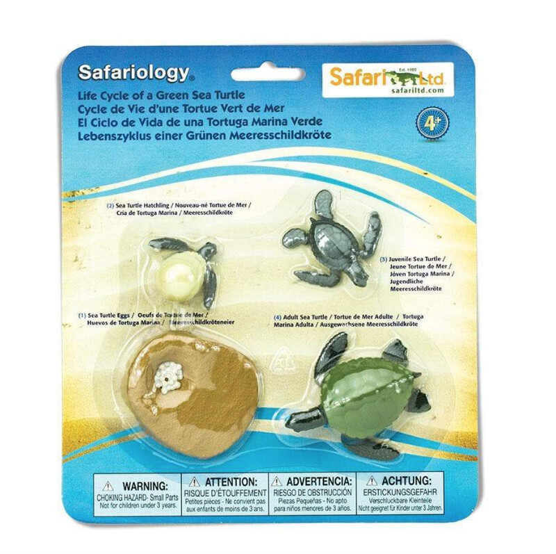 662316 Life Cycle Of A Green Sea Turtle