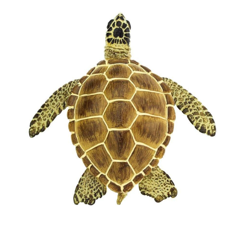 220229 Loggerhead Turtle