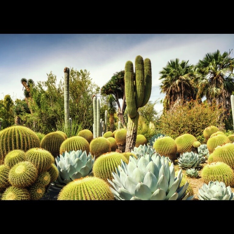 12000850 Beautiful Gardens - Huntington Desert Garden, California, USA