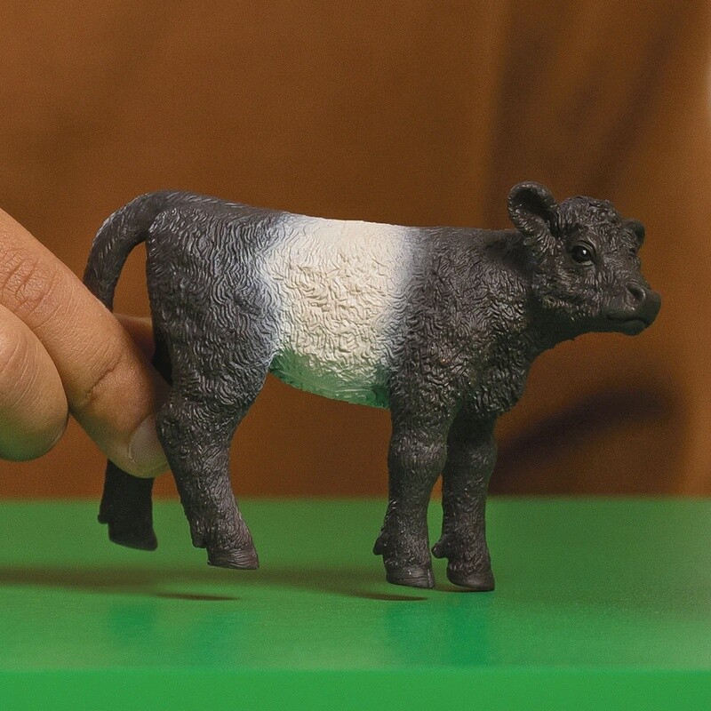 13969 Galloway Calf