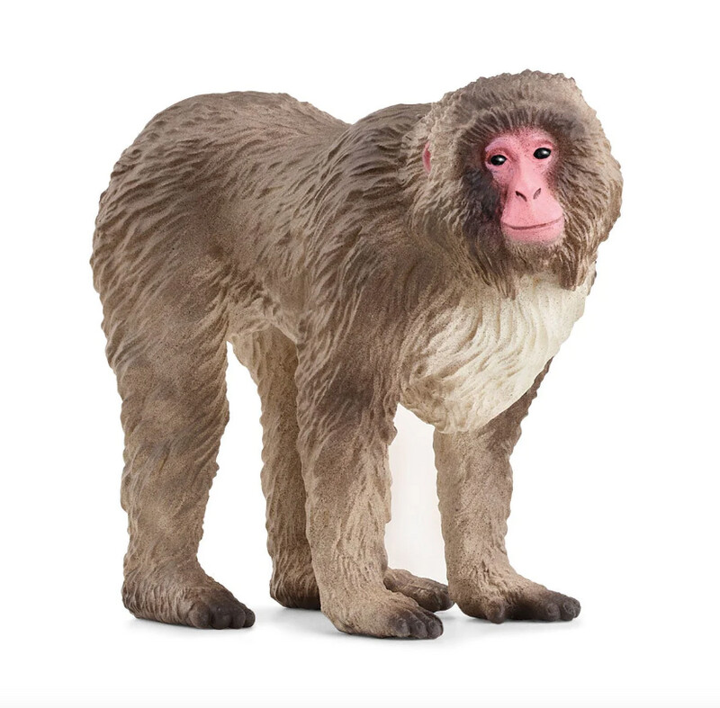 14871 Japanese Macaque