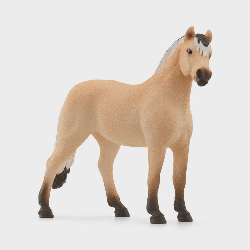 13979 Norwegian Fjord Horse Gelding