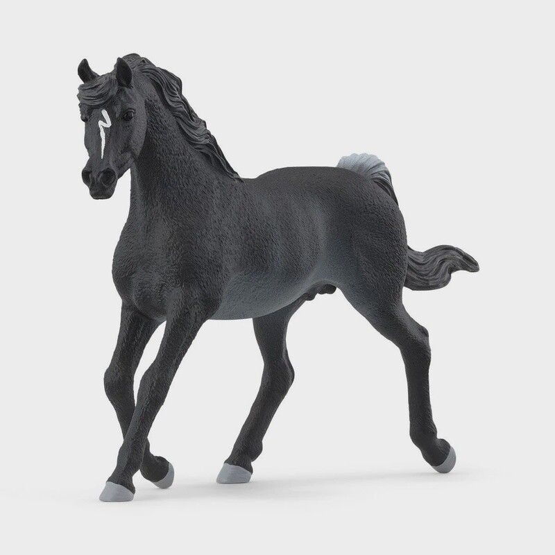 13981 Rabicano Arabian Stallion