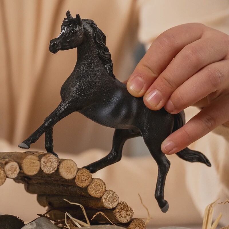 13981 Rabicano Arabian Stallion