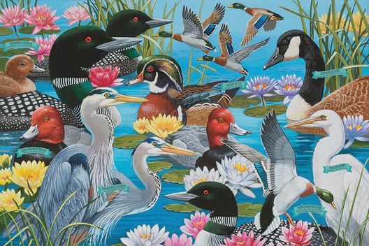 55128 Water Birds