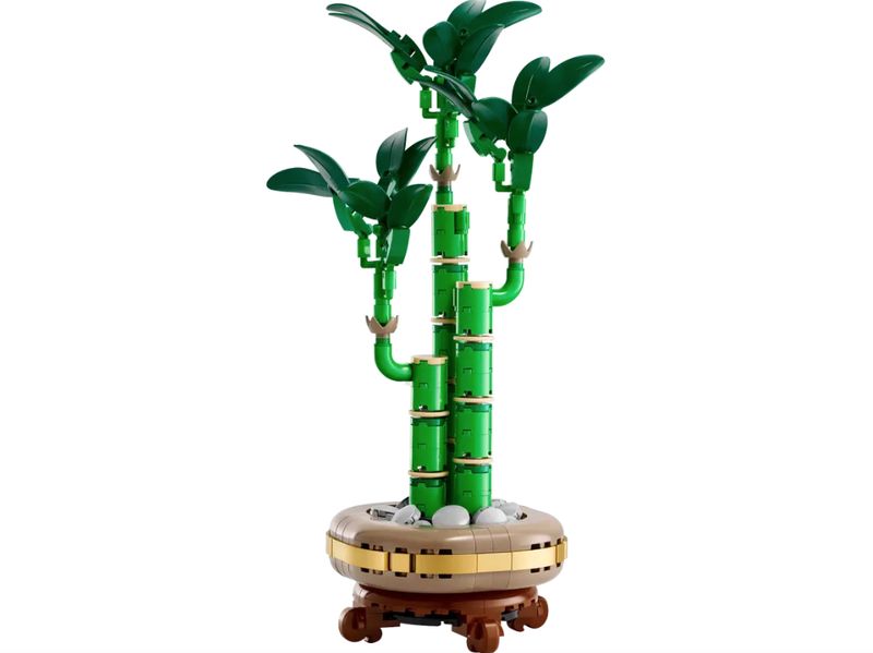 10344 Lucky Bamboo CS PK 3