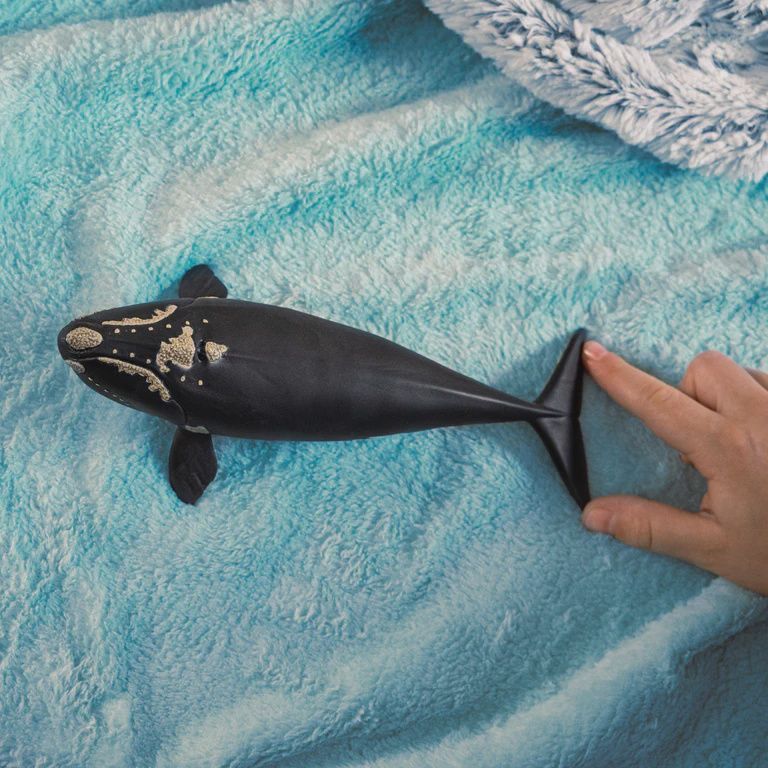 14878 North Atlantic Right Whale