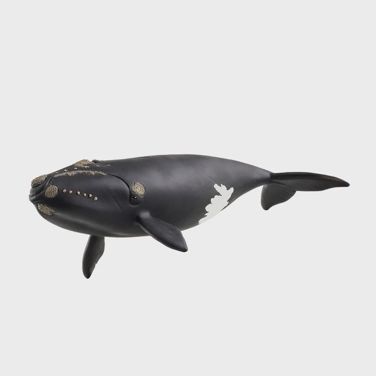 14878 North Atlantic Right Whale