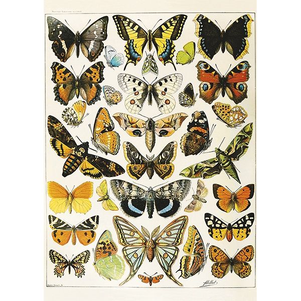 80-05704 1000 pcs, Millot - Butterflies and Moths