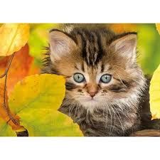 76-00945 1500 pcs, Chaton en automne