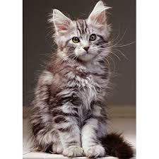 76-00923 1000 pcs, Le chaton Maine Coon