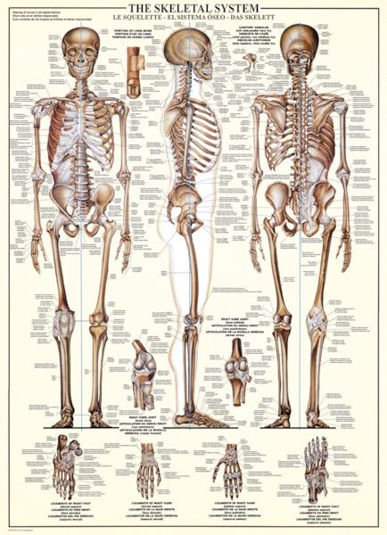 6000-3970 The Skeletal S\stem