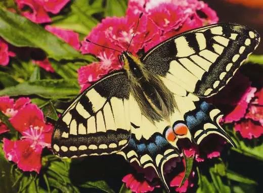 12001335 Butterfly 500 Pc Puzzle
