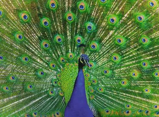 12001332 Peacock 500 Pc Puzzle