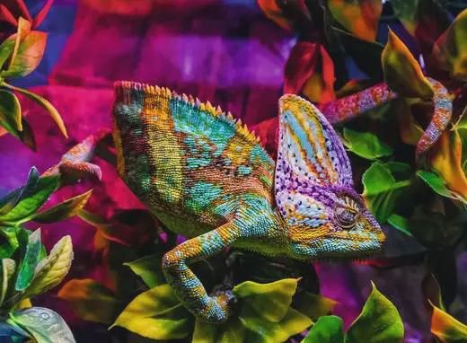 12001333 Chameleon 500 Pc Puzzle