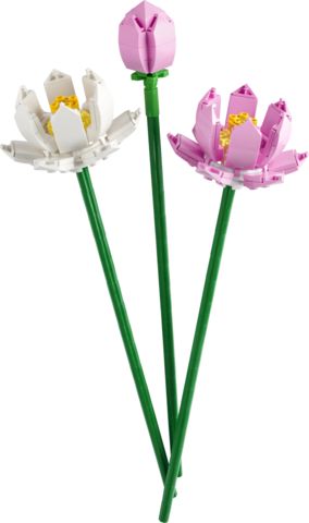 40647 Lotus Flowers CS PK 4