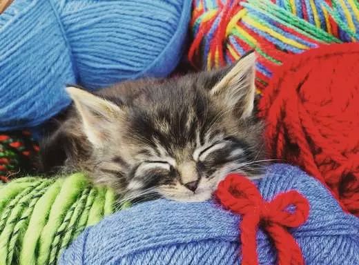 12001363 Wool Cat 100 Pc Puzzle
