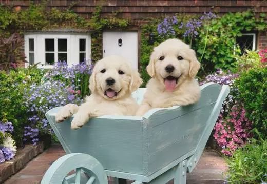 12001368 Golden Retriever 200 Pc Puzzle