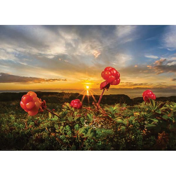 78-30016 1000 pcs, Cloudberries, AVH