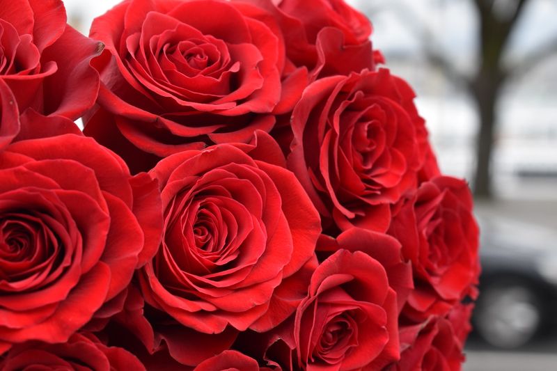 Red Passion (price per piece)