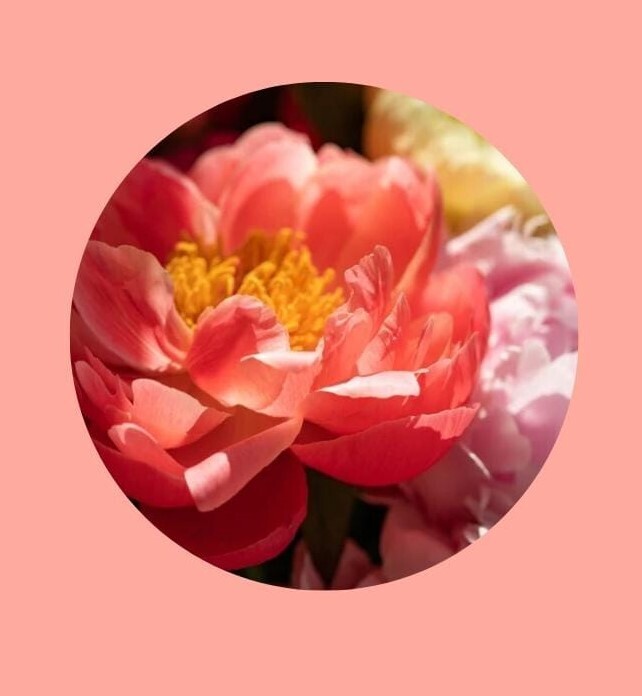 Peony bouquet