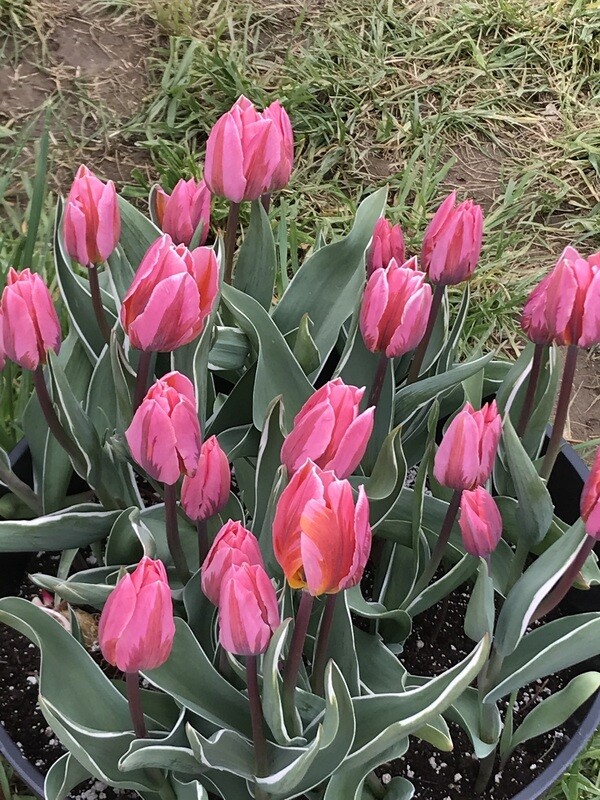 ~TULIP INSPIRED JEWELRY~