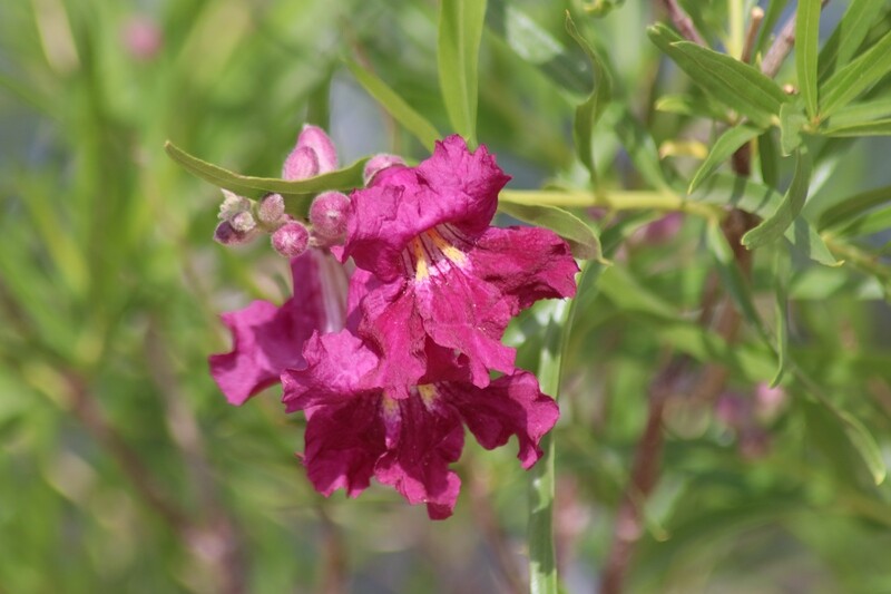 Desert Willow, Magenta Dark Pink, 50 seeds