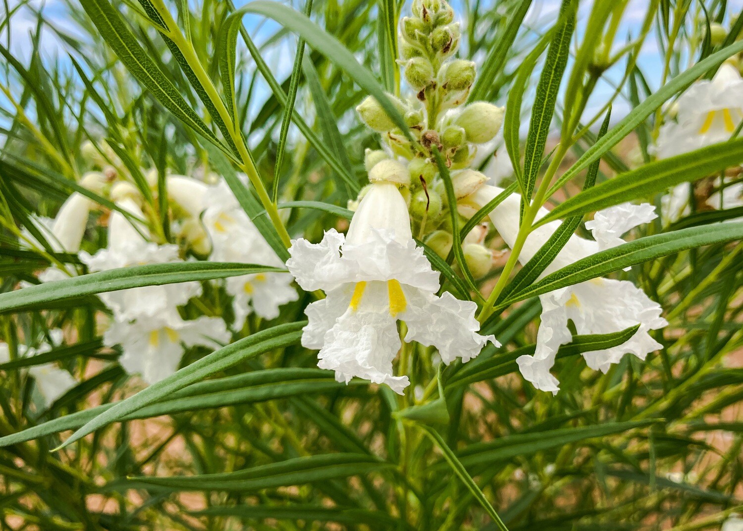 Desert Willow, White, 50 seeds