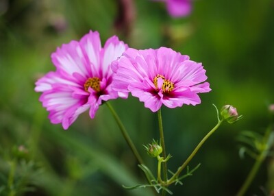 Ellen's Garden Pink Cosmos, 30 seeds