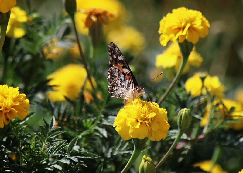 Marigold, Lemon Drop, 100 seeds