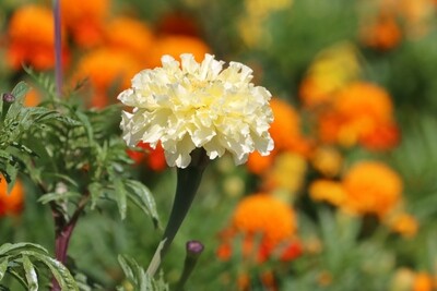 Marigold, Creamy White, 50 seeds