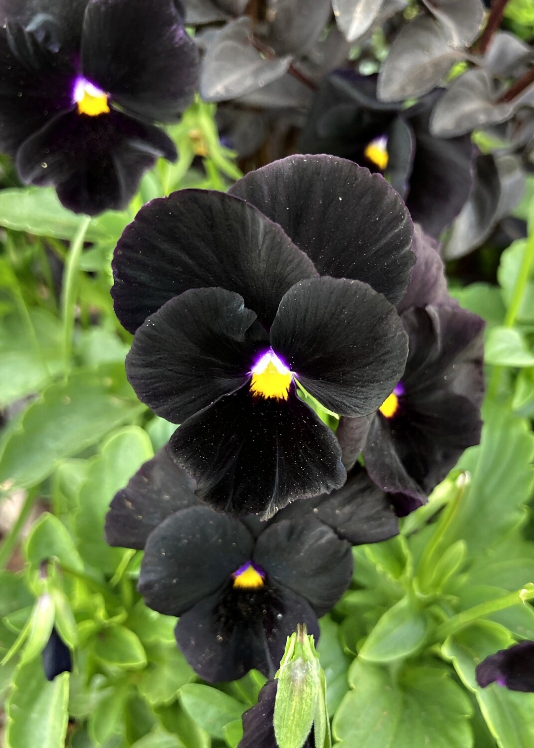 Pansy, Starry Night Black, 25 seeds