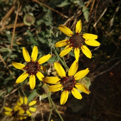 Chocolate Daisy, 35 seeds