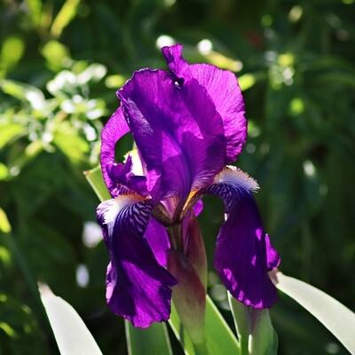 Bearded Iris, Old Fashioned Purple