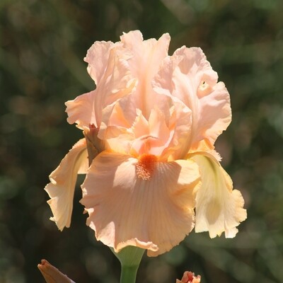 Bearded Iris, Ellen's Garden Peach