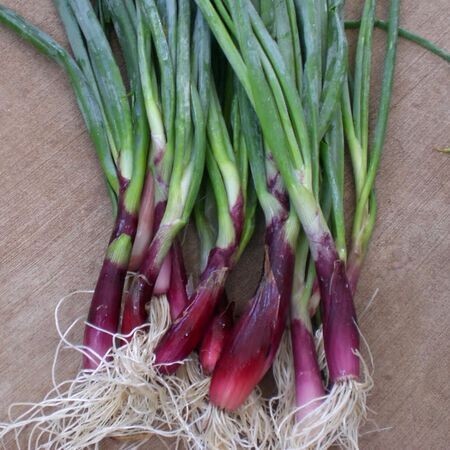 Bunching Onions, Italian Red, 100 Seeds